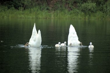 vijver met zwanen