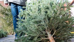 Kerstboom aanbieden op aanbiedplaats of inleveren bij milieustraat
