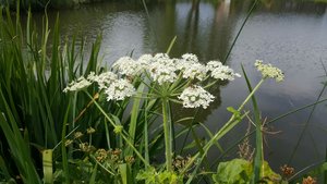 Berenklauw Berenklauw