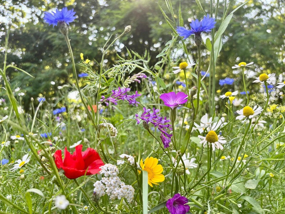 Gratis bloemenmengsel en boompjes!