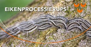 eikenprocessierups eikenprocessierups