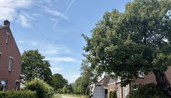 heilige eik den hout